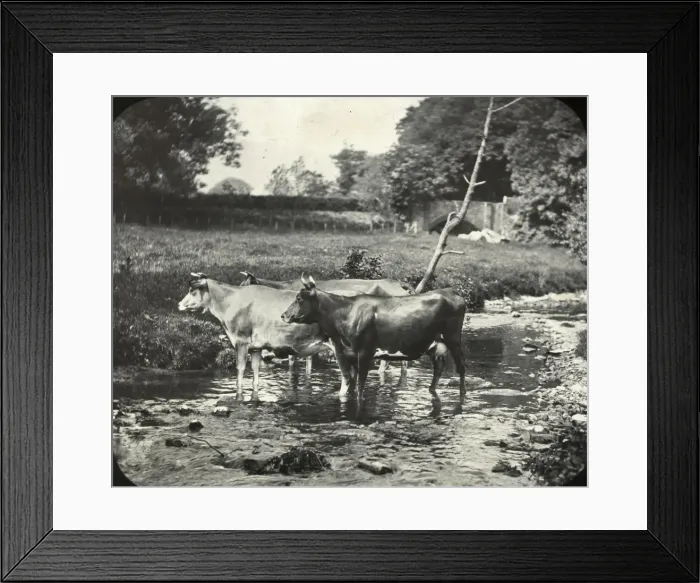 Framed Print : Zoo - (cooling waters) cows Framed Print : Zoo - (cooling waters) cows