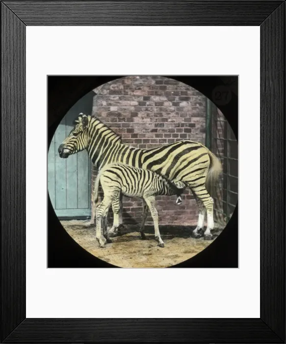 Framed Print : Zoo - Zebra and Colt Framed Print : Zoo - Zebra and Colt