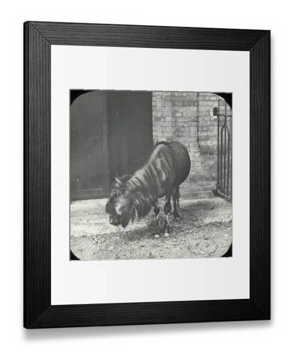 Framed Print : Zoo - Brindled Gnu Framed Print : Zoo - Brindled Gnu