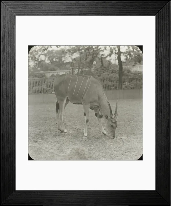 Framed Print : Zoo - Eland Framed Print : Zoo - Eland