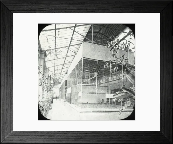 Framed Print : Zoo - Monkey House Framed Print : Zoo - Monkey House