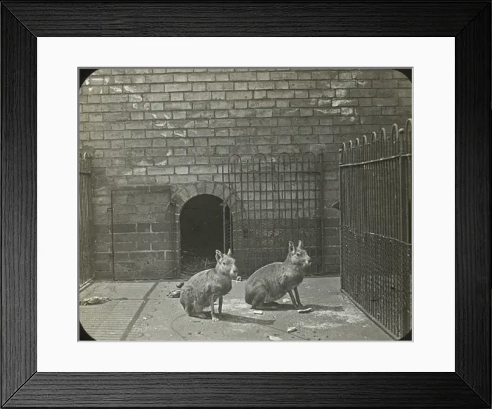 Framed Print : Zoo - Patagonian Cavy Framed Print : Zoo - Patagonian Cavy