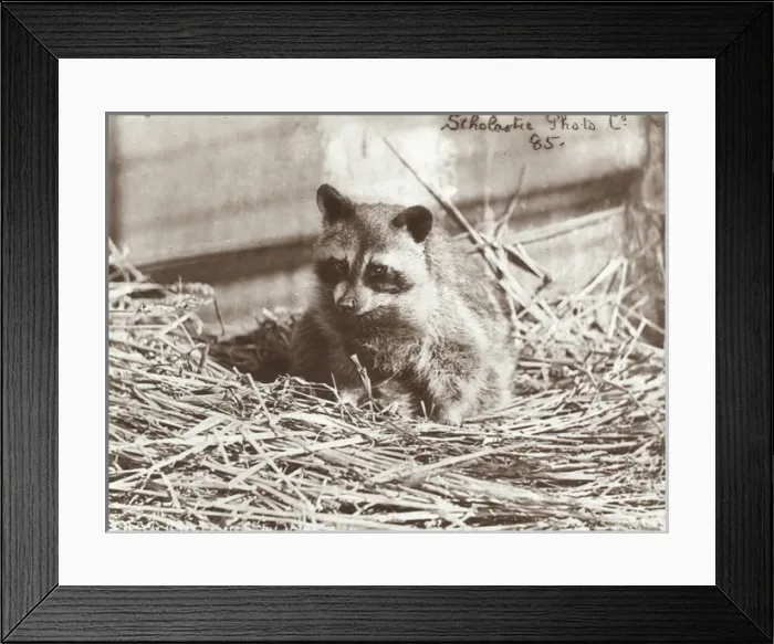 Framed Print : Zoo - Raccoon Framed Print : Zoo - Raccoon