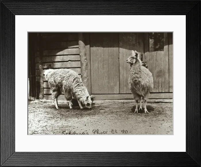 Framed Print : Zoo - Llamas Framed Print : Zoo - Llamas