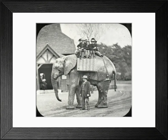 Framed Print : Zoo - African Elephant Framed Print : Zoo - African Elephant
