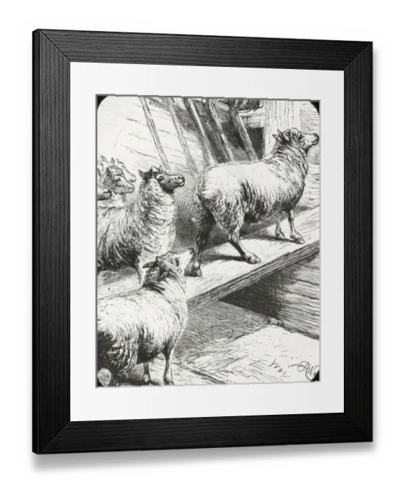 Framed Print : Zoo - A Useful Pilot Framed Print : Zoo - A Useful Pilot