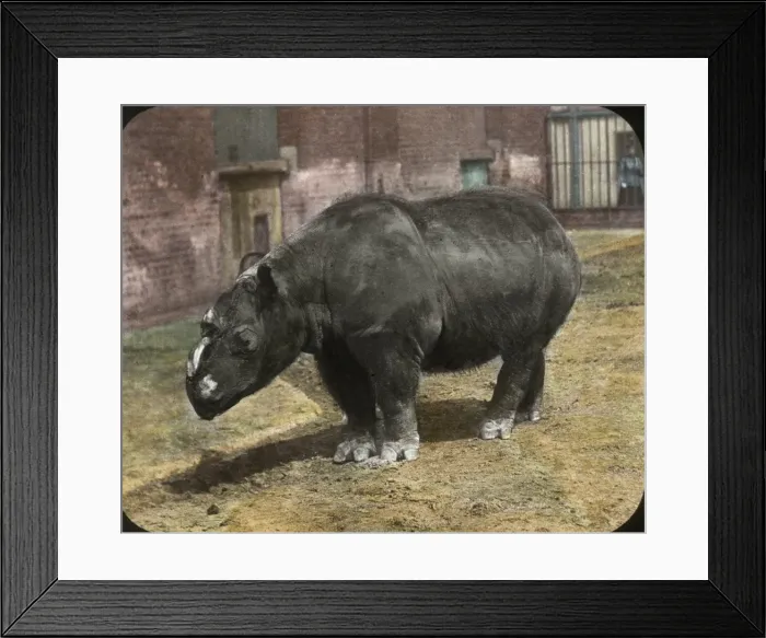 Framed Print : Zoo - Hairy-eared Rhinoceros Framed Print : Zoo - Hairy-eared Rhinoceros