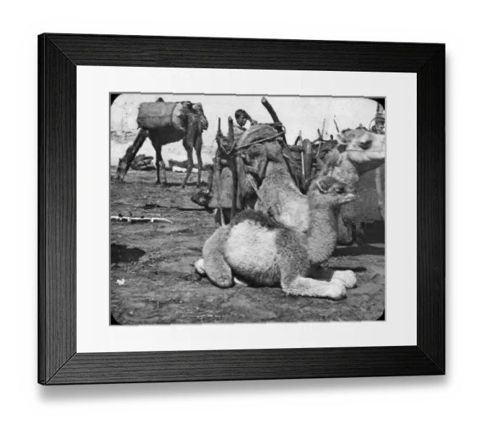 Framed Print : Morocco, North Africa - Baby Camel Framed Print : Morocco, North Africa - Baby Camel