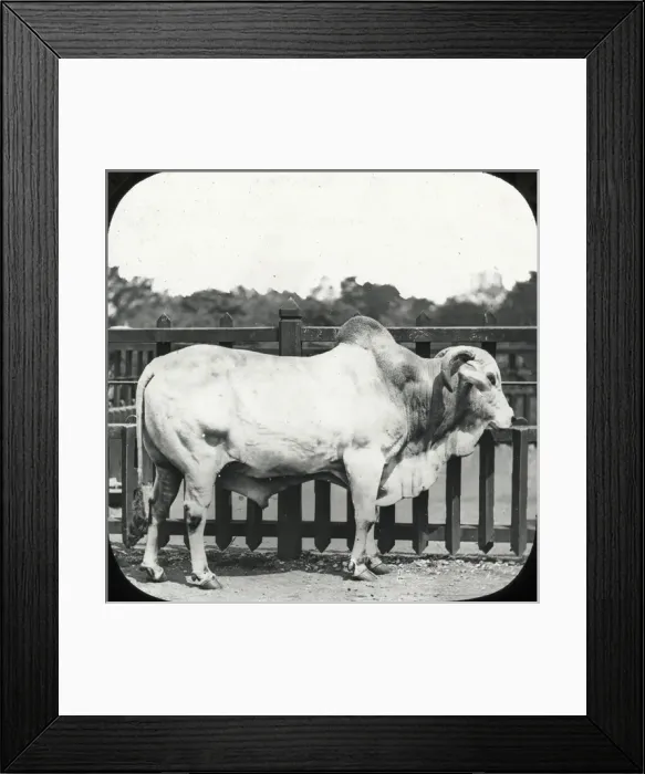 Framed Print : Zoo - Brahmin Bull Framed Print : Zoo - Brahmin Bull
