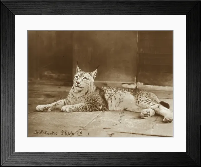 Framed Print : Zoo - Lynx Framed Print : Zoo - Lynx