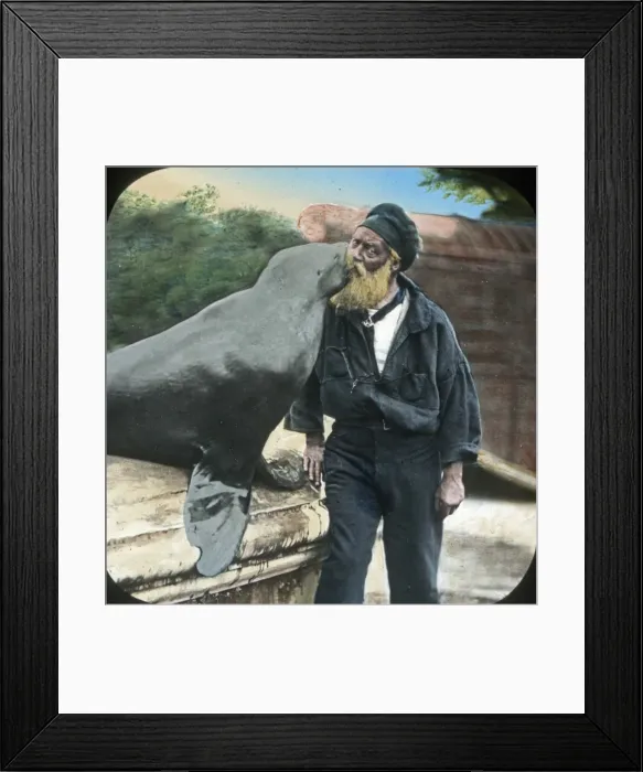 Framed Print : Animals at a French Zoo - Sealion Framed Print : Animals at a French Zoo - Sealion