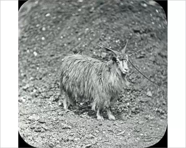 Animals at a French Zoo - Cashmere goat