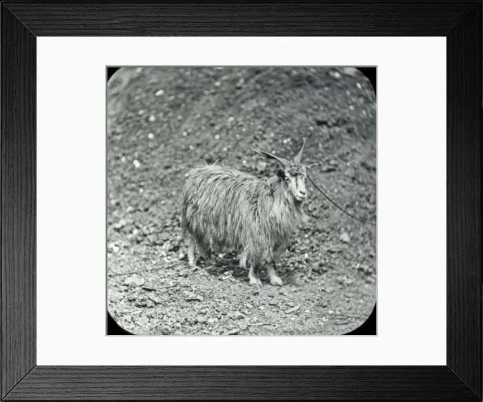 Framed Print : Animals at a French Zoo - Cashmere goat Framed Print : Animals at a French Zoo - Cashmere goat