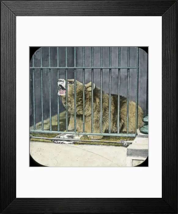 Framed Print : Animals at a French Zoo - Syrian Bear Framed Print : Animals at a French Zoo - Syrian Bear