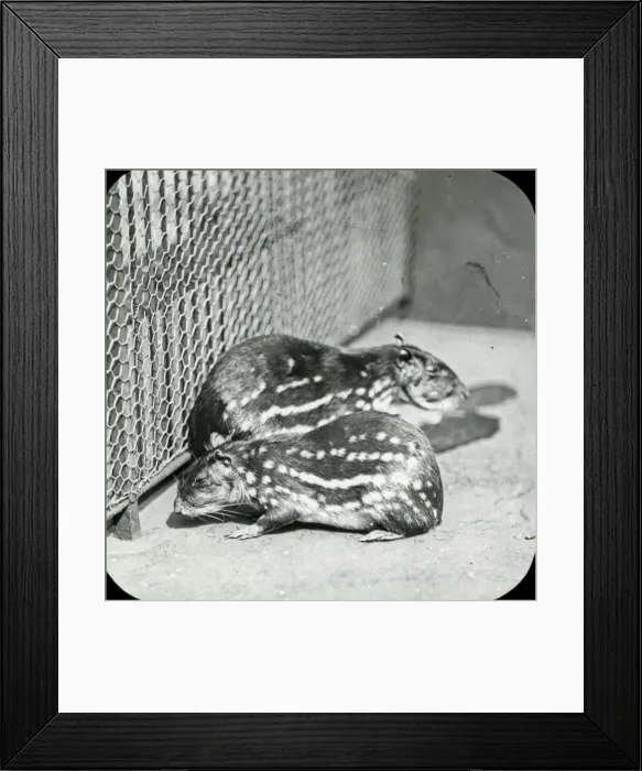 Framed Print : Animals at a French Zoo - Spotted Cavy Framed Print : Animals at a French Zoo - Spotted Cavy