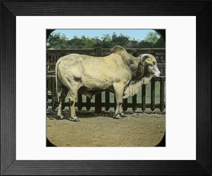 Framed Print : Animals at a French Zoo - Brahmin Bull Framed Print : Animals at a French Zoo - Brahmin Bull