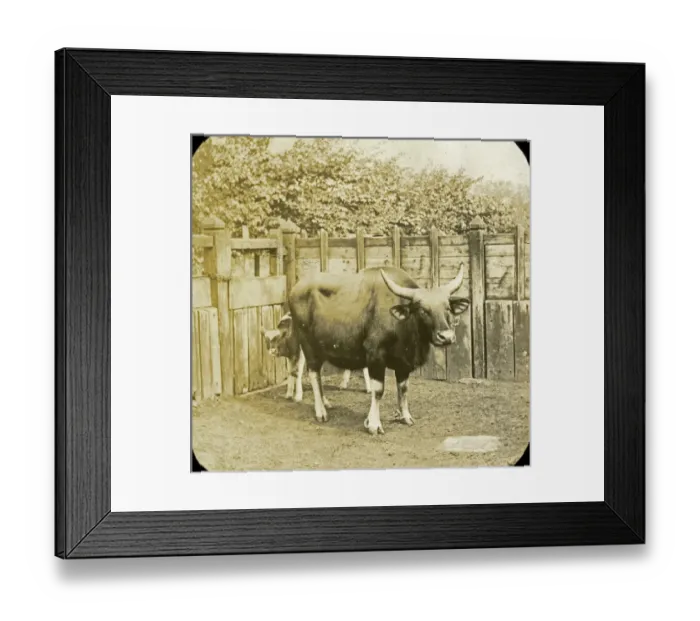 Framed Print : Animals at a French Zoo - Gazal(?) cow and Calf Framed Print : Animals at a French Zoo - Gazal(?) cow and Calf