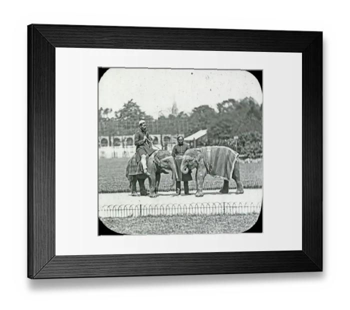 Framed Print : Animals at a French Zoo - Young Elephants Framed Print : Animals at a French Zoo - Young Elephants