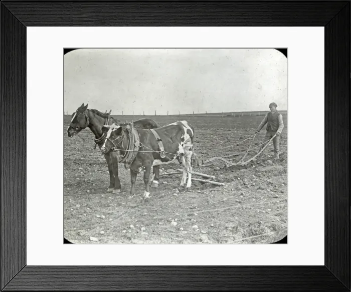 Framed Print : Animals at a French Zoo - Horse and Ox Ploughing Framed Print : Animals at a French Zoo - Horse and Ox Ploughing