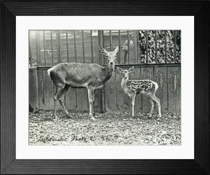 Framed Print : Animals at a French Zoo - Red Deer Framed Print : Animals at a French Zoo - Red Deer