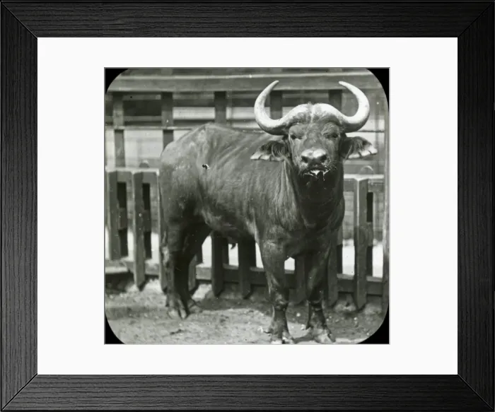 Framed Print : Animals at a French Zoo - Horned cattle Framed Print : Animals at a French Zoo - Horned cattle