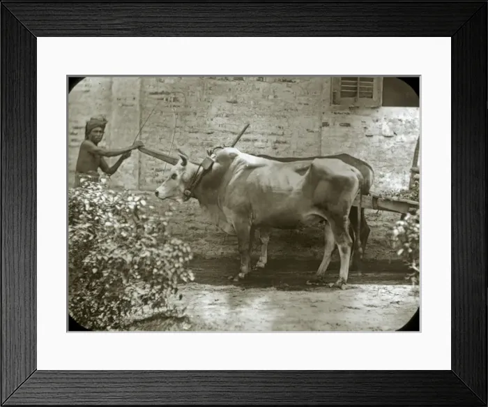 Framed Print : Animals at a French Zoo - Buffalo cart Framed Print : Animals at a French Zoo - Buffalo cart