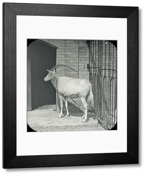 Framed Print : Animals at a French Zoo - heucorya (?) Framed Print : Animals at a French Zoo - heucorya (?)