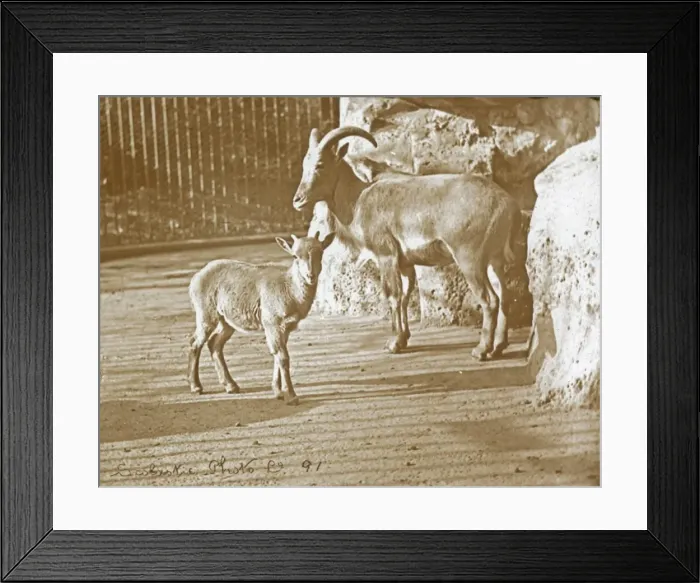 Framed Print : Animals at a French Zoo - Barbary sheep Framed Print : Animals at a French Zoo - Barbary sheep