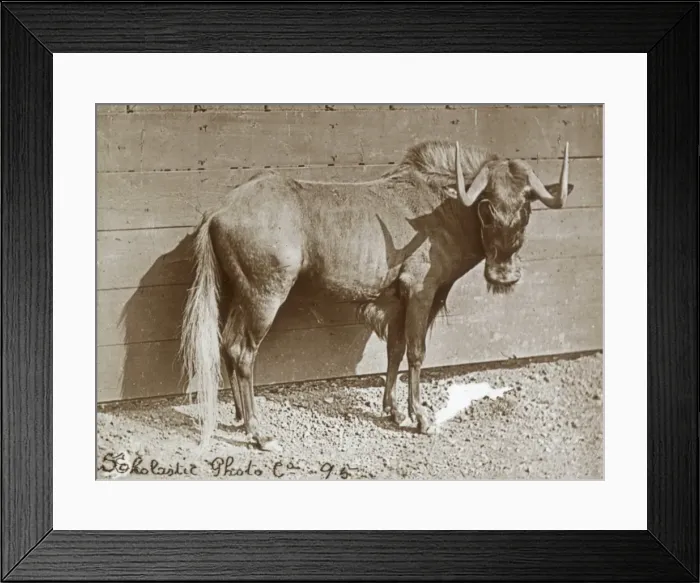 Framed Print : Animals at a French Zoo - Gnu Framed Print : Animals at a French Zoo - Gnu