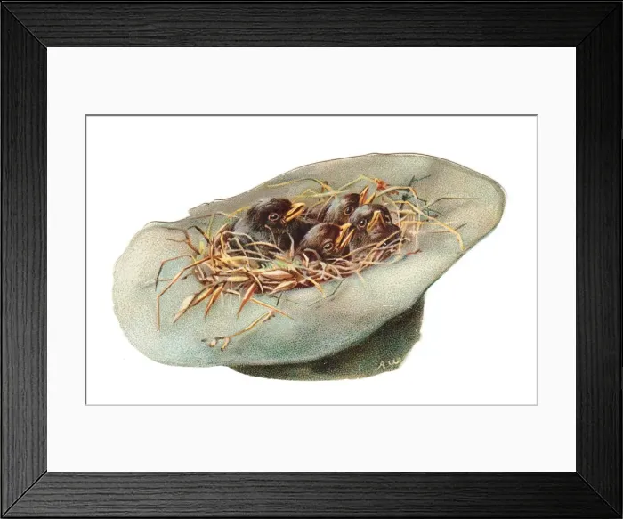 Framed Print : Chicks inside a hat-shaped greetings card Framed Print : Chicks inside a hat-shaped greetings card