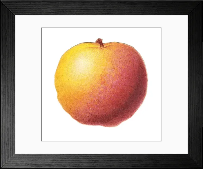 Framed Print : Greetings card in the shape of an apple Framed Print : Greetings card in the shape of an apple
