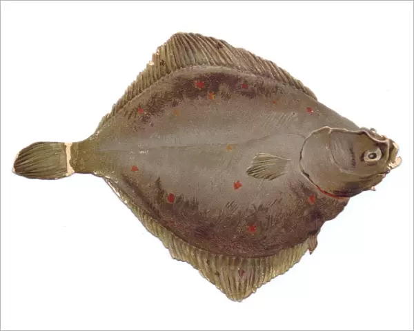 Greetings card in the shape of flat brown fish