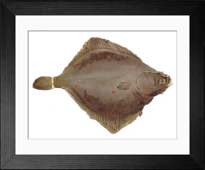 Framed Print : Greetings card in the shape of flat brown fish Framed Print : Greetings card in the shape of flat brown fish