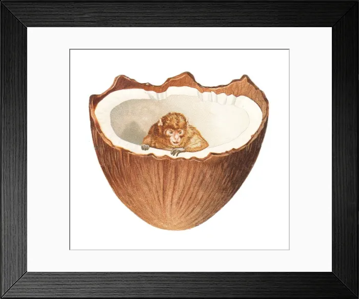 Framed Print : Monkey inside a coconut on a cutout greetings card Framed Print : Monkey inside a coconut on a cutout greetings card