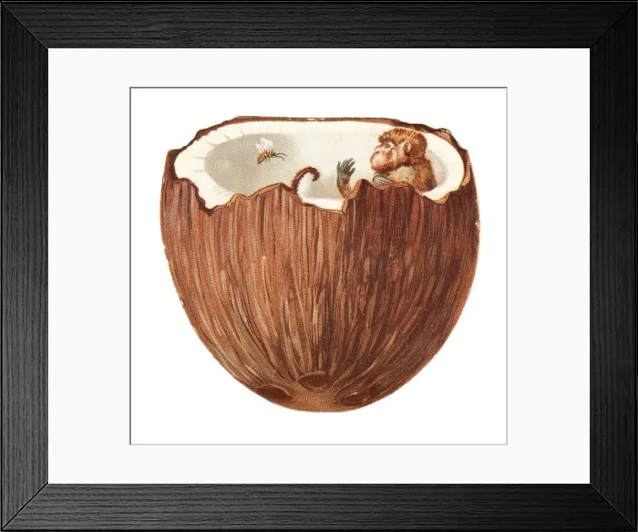 Framed Print : Monkey inside a coconut on a cutout greetings card Framed Print : Monkey inside a coconut on a cutout greetings card