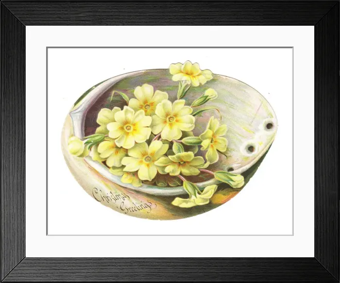 Framed Print : Primroses on a shell-shaped Christmas card Framed Print : Primroses on a shell-shaped Christmas card
