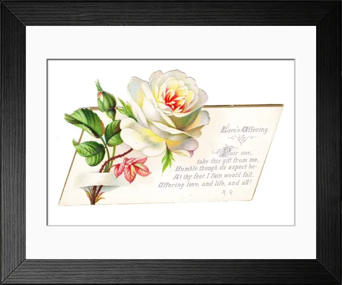 Framed Print : Romantic greetings card with white rose Framed Print : Romantic greetings card with white rose