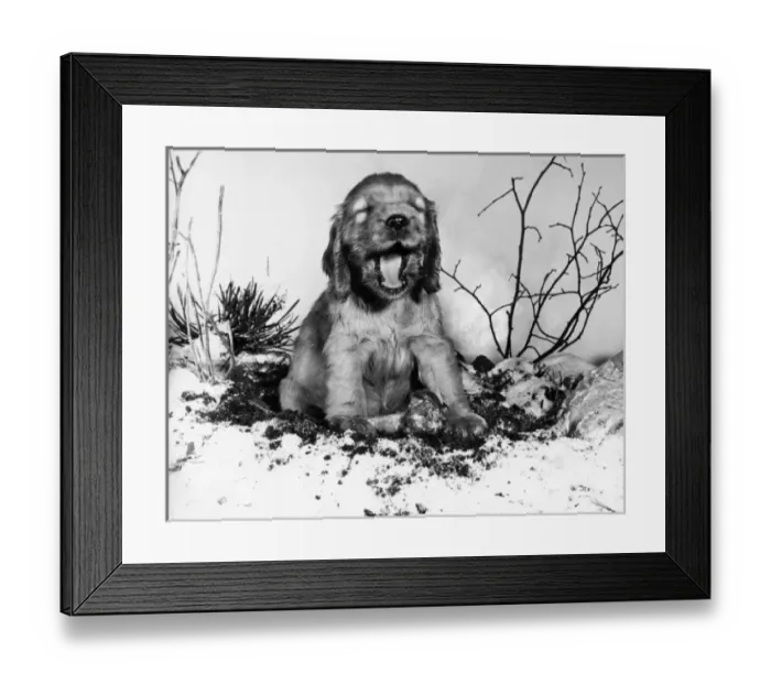 Framed Print : Susi - with a bone in the snow Framed Print : Susi - with a bone in the snow