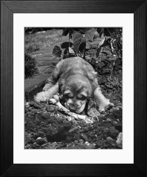 Framed Print : Susi - in the garden with a bone