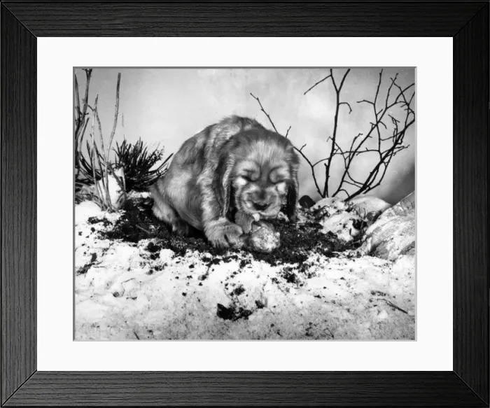 Framed Print : Susi - with a bone in the snow