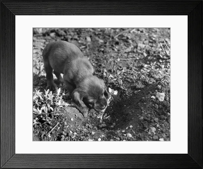 Framed Print : Susi - in the garden with a bone Framed Print : Susi - in the garden with a bone