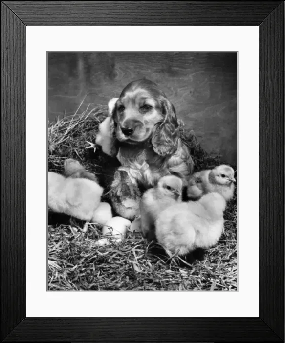 Framed Print : Susi - with newly hatched chicks Framed Print : Susi - with newly hatched chicks