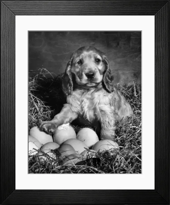 Framed Print : Susi - waiting for eggs to hatch Framed Print : Susi - waiting for eggs to hatch