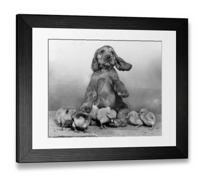 Framed Print : Susi - with chicks Framed Print : Susi - with chicks