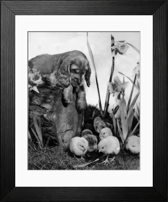 Framed Print : Susi - with chicks and daffodils Framed Print : Susi - with chicks and daffodils