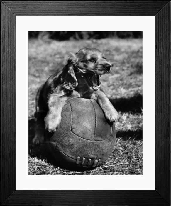 Framed Print : Susi - resting on a football Framed Print : Susi - resting on a football