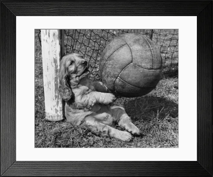 Framed Print : Susi - as goalkeeper Framed Print : Susi - as goalkeeper