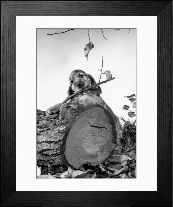 Framed Print : Susi - standing behind a fallen tree trunk Framed Print : Susi - standing behind a fallen tree trunk