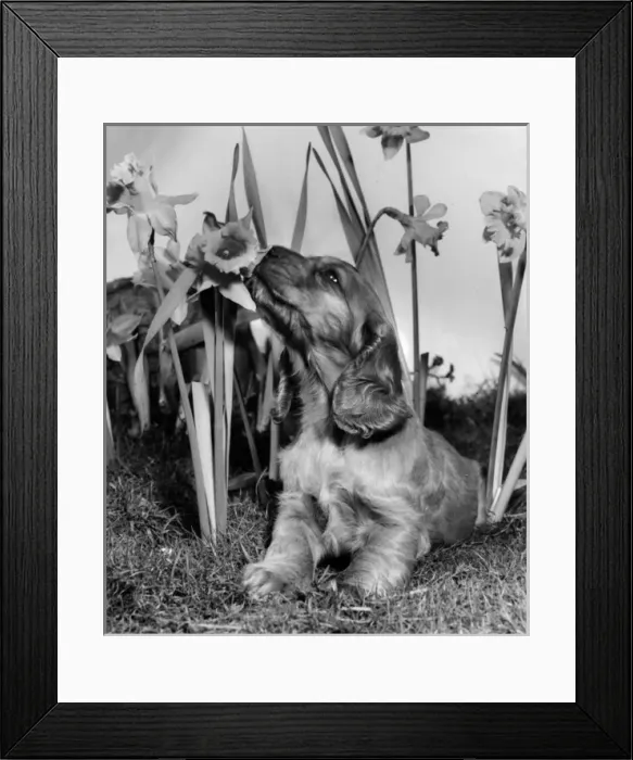 Framed Print : Susi - with daffodils in the garden Framed Print : Susi - with daffodils in the garden