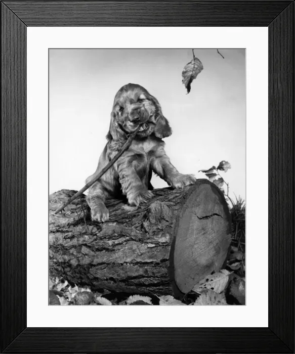 Framed Print : Susi - sitting on a log Framed Print : Susi - sitting on a log